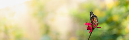 Nature view of beautiful orange butterfly on green nature blurred background in garden with copy space using as background insect, natural landscape, ecology, fresh cover page concept.の写真素材