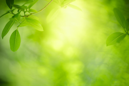 Beautiful nature view green leaf on blurred greenery background under sunlight with bokeh and copy space using as background natural plants landscape, ecology wallpaper concept.の写真素材