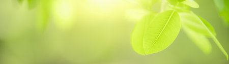 Closeup of green nature leaf on blurred greenery background in garden with bokeh and copy space using as background cover page concept.の写真素材