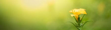 Closeup of nature yellow flower on blurred gereen background under sunlight with bokeh and copy...