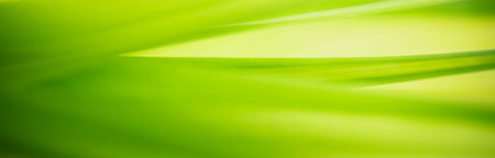 Abstract blurred out of focus and blurred green leaf nature background under sunlight with bokeh and...
