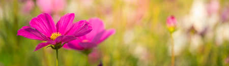 Closeup of pink purple flower on blurred gereen background under sunlight with bokeh and copy space using as background natural plants landscape, ecology cover page concept.の写真素材