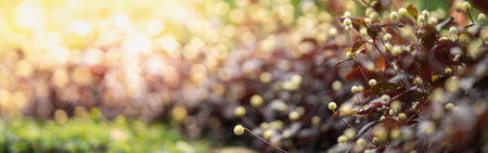 Closeup of mini white flower on blurred green and brown background under sunlight with copy space...