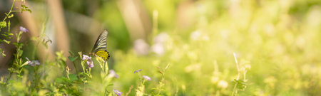 View of beautiful Golden Birdwing butterfly on green nature blurred background in garden with copy...