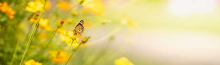 View of orange butterfly on yellow flower with green nature blurred background  with copy space using as background insect, natural, ecology, fresh cover page concept.の写真素材