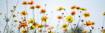 Closeup of yellow and orange Cosmos flower on blurred green leaf background under sunlight with copy space using as background natural flora landscape, ecology cover page concept.の写真素材