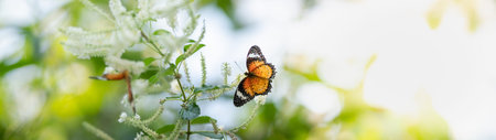 View of orange butterfly on white flower with green nature blurred background  with copy space using as background insect, natural, ecology, fresh cover page concept.の写真素材