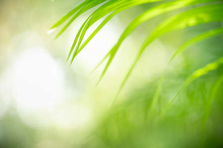 Abstract blurred of green leaf nature using as background natural plants, ecology wallpaper concept.の写真素材