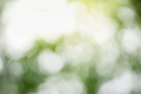 Abstract blurred out focus of green nature leaf with bokeh under sunlight. Use for wallaper or background.の写真素材