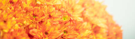 Closeup of orange and yellow Mums flower on white background with copy space using as background natural flora, ecology cover page concept.の写真素材