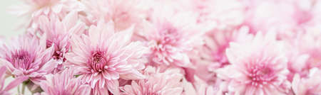 Closeup of pink Mums flower on white background with copy space using as background natural flora, ecology cover page concept.の写真素材