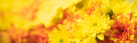 Closeup of yellow and orange Mums flower on white background with copy space using as background natural flora, ecology cover page concept.の写真素材