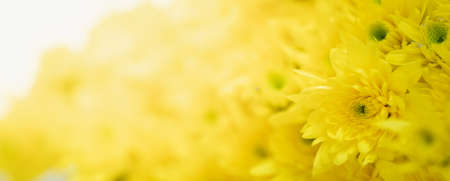 Closeup of yellow Mums flower using as background natural flora, ecology cover page concept.の写真素材