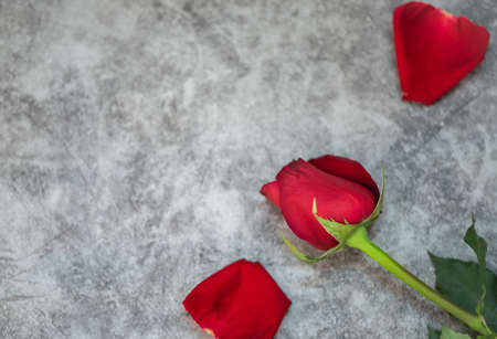 Closeup of beauty red rose flower on white concrete background with copy space. Using as flora nature and love, Valentine's day wallpaper Conceptの写真素材
