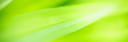 Abstract blurred of green leaf nature using as background natural plants, ecology cover page...