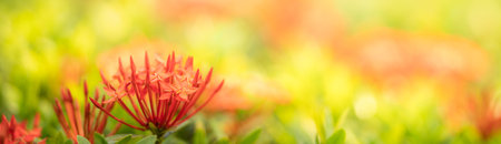 Closeup of red Rubiaceae flower on blurred gereen background under sunlight with copy space using as...
