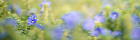 Closeup of mini blue purple flower on blurred gereen background under sunlight with copy space using as background natural plants landscape, ecology cover page concept.の写真素材