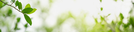 Closeup of green nature leaf on blurred greenery background in garden with bokeh and copy space...