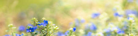 Closeup of mini blue purple flower on blurred gereen background under sunlight with copy space using as background natural plants landscape, ecology cover page concept.の写真素材