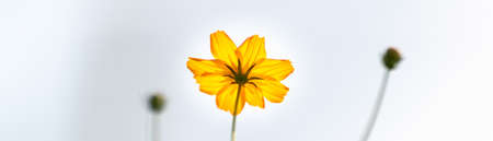 Closeup of yellow orange Cosmos flower on blurred gereen background under sunlight with copy space using as background natural plants landscape, ecology cover page concept.の写真素材