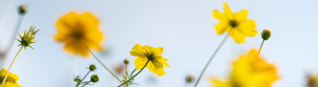 Closeup of yellow Cosmos flower with blue sky as background under sunlight using as background...
