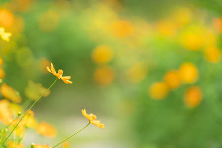Closeup of yellow and orange Cosmos flower under sunlight with copy space using as background natural plants landscape, ecology wallpaper page concept.の写真素材