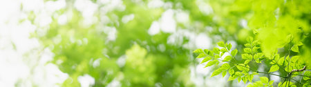 Closeup of green nature leaf on blurred greenery background in garden with bokeh and copy space...