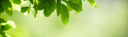 Closeup of beautiful nature view green leaf on blurred greenery background in garden with copy space using as background cover page concept.の写真素材