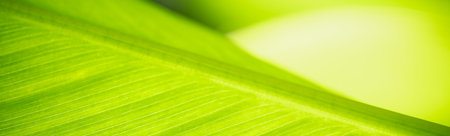 Abstract blurred of green leaf nature using as background natural plants, ecology cover page...