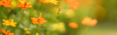 Closeup of orange Cosmos flower under sunlight with copy space using as background natural plants landscape, ecology cover page concept.の写真素材