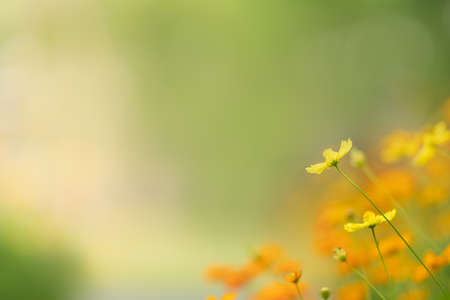 Closeup of yellow Cosmos flower under sunlight with copy space using as background natural plants landscape, ecology wallpaper page concept.の写真素材