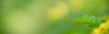 Closeup of beautiful nature view green leaf on blurred greenery background in garden with copy space using as background cover page concept.の写真素材