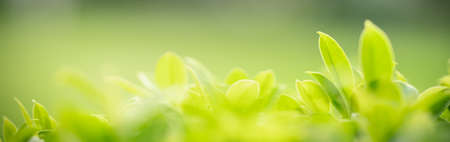 Closeup of beautiful nature view green leaf on blurred greenery background in garden with copy space using as background cover page concept.の写真素材