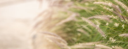 Close up beautiful nature view grass flower under sunlight with bokeh and copy space using as background natural plants landscape, fresh ecology cover concept.の写真素材