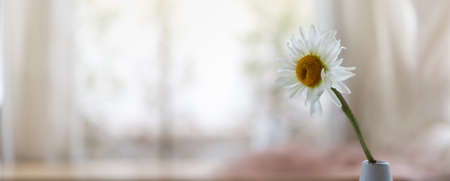Closeup of white Daisy with yellow pollen flower in vase with copy space using as background natural plants landscape, ecology wallpaper page concept.の写真素材