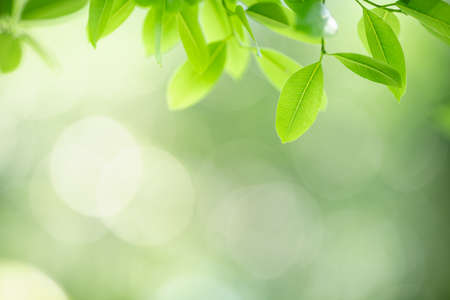 Beautiful nature view green leaf on blurred greenery background under sunlight with bokeh and copy space using as background natural plants landscape, ecology wallpaper concept.の写真素材
