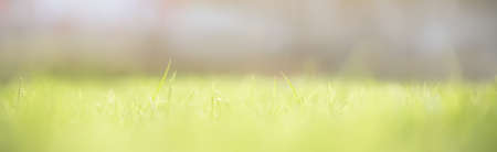 Soft focus of green grass on blurred greenery background under sunlight with copy space using as background cover page concept.の写真素材