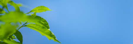 Beautiful nature view green leaf on blue sky background with copy space using as background natural plants landscape, ecology cover page concept.の写真素材