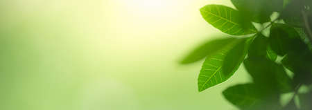 Closeup of beautiful nature view green leaf on blurred greenery background in garden with copy space using as background cover page concept.の写真素材