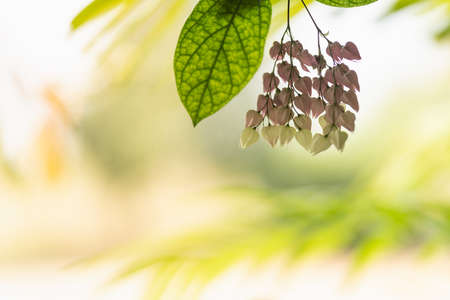 Closeup of nature view white and pink flower on blurred greenery background under sunlight using as background natural landscape, ecology wallpaper or cover page concept.の写真素材
