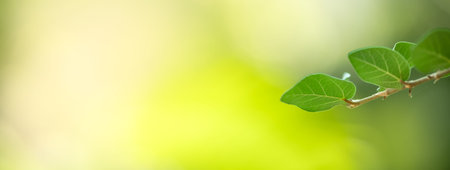 Closeup of beautiful nature view green leaf on blurred greenery background in garden with copy space...