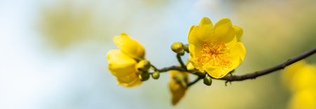 Closeup of nature yellow and orange flower on blurred background under sunlight with bokeh and copy...