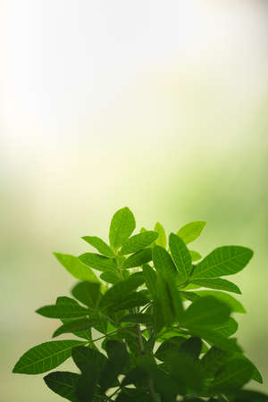 Beautiful nature view green leaf on blurred greenery background under sunlight with bokeh and copy space using as background natural plants landscape, ecology wallpaper concept.の写真素材