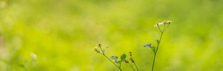 Closeup of mini white flower with yellow pollen under sunlight with copy space using as background green natural plants landscape, ecology cover page concept.の写真素材
