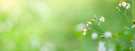 Closeup of mini white flower with yellow pollen under sunlight with copy space using as background...
