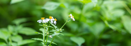 Closeup of mini white flower with yellow pollen under sunlight with copy space using as background...