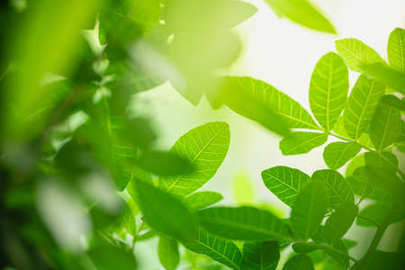 Beautiful nature view green leaf on blurred greenery background under sunlight with bokeh and copy space using as background natural plants landscape, ecology wallpaper concept.の写真素材
