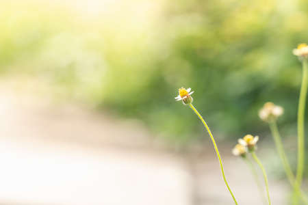 Closeup of beautiful mini white flower with yellow pollen under sunlight with copy space using as background green natural plants landscape, ecology wallpaper page concept.の写真素材