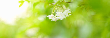 Closeup of mini white flower  under sunlight with copy space using as background green natural plants landscape, ecology cover page concept.の写真素材
