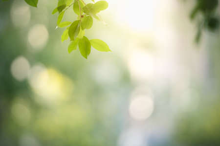 Beautiful nature view green leaf on blurred greenery background under sunlight with bokeh and copy space using as background natural plants landscape, ecology wallpaper concept.の写真素材